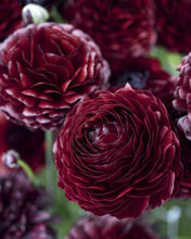 Load image into Gallery viewer, Ranunculus