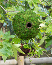 Load image into Gallery viewer, Mossy Hot Air Balloon Birdhouse and Planter
