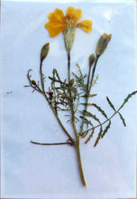 Load image into Gallery viewer, Pressed Dried Botanicals