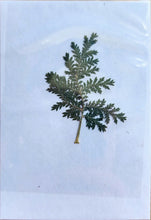 Load image into Gallery viewer, Pressed Dried Botanicals