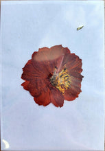 Load image into Gallery viewer, Pressed Dried Botanicals