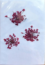 Load image into Gallery viewer, Pressed Dried Botanicals