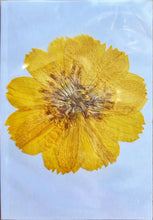 Load image into Gallery viewer, Pressed Dried Botanicals