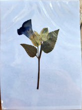 Load image into Gallery viewer, Pressed Dried Botanicals