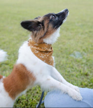 Load image into Gallery viewer, The Finicky Fox - Pup Bandanas