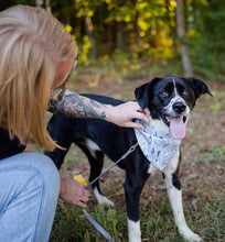 Load image into Gallery viewer, The Finicky Fox - Pup Bandanas